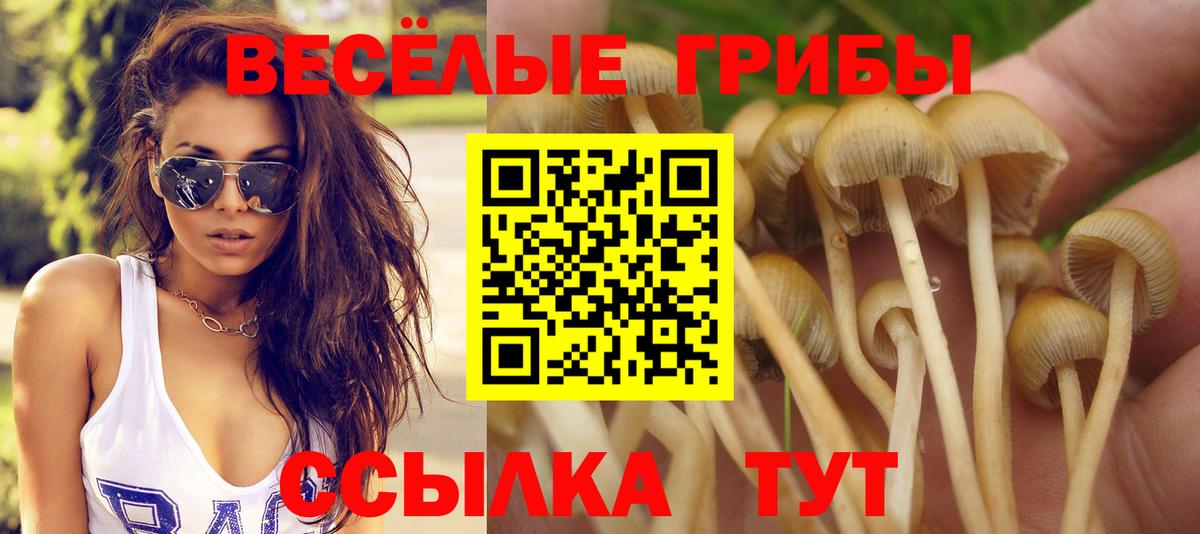Галлюциногенные грибы Psilocybe  Вход с VPN  Тосно 